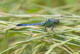 Eastern Pondhawk.jpg