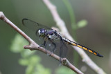 Great Blue Skimmer female.jpg