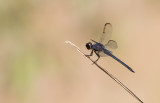 Slaty Skimmer male.jpg