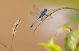 Eastern Pondhawk male.jpg