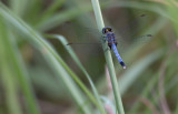 Little Blue Dragonlet male.jpg