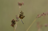 Halloween Pennant female.jpg