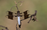 Common White-tail male.jpg