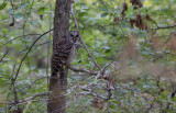 Barred Owl.jpg