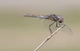 Variegated Meadowhawk.jpg