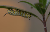 Monarch caterpillar .jpg