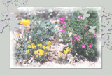 desert flowers.jpg
