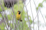 Orchard Oriole 2.jpg