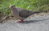 Mourning Dove.jpg