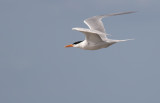 Common Tern 2.jpg