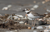 Wilsons Plover 2.jpg