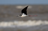 Black-necked Stilt 2.jpg