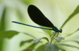 Ebony Jewelwing 1.jpg