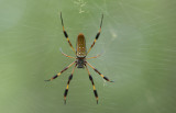 Golden-silk Spider.jpg