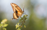 Giant Swallowtail.jpg