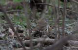 Hermit Thrush 1.jpg