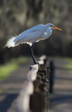 Egret .jpg