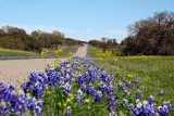 Texas Wildflowers 2016