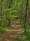 Spring greenery