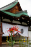 Kyoto, Daikakuji Temple