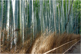 Kyoto, Bamboo Groves
