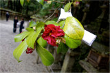 Voeu, Okoku shrine