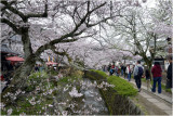 Tetsugaku-no-michi, chemin des philosophes