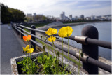 Okayama