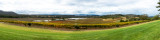 vineyard_panorama.jpg