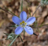 Prickly Phlox