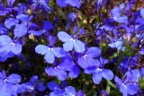 Lobelia