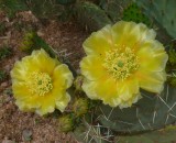 Yellow Opuntia Flower