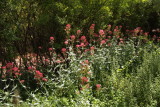 Red Valerian in the Herb Garden
