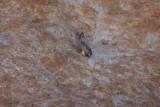 Great Horned Owl Chick