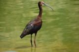 White-Faced Ibis at Ayer Lake