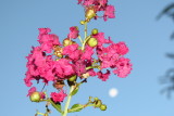 Crape Myrtle