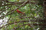 Summer Tanager and baby