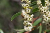 Honeybee on Eucalyptus Flower