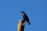 Common Raven