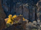 Cottonwood in Queen Creek Canyon