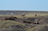 Antelope seen from the Crystal Forest Trail, Petrified Forest National Park