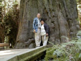 2003 Redwoods