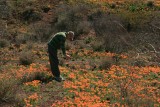 2012 Johnny taking photo of poppies at Peridot Mesa. San Carlos Reservation