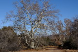 Arizona Sycamore trees