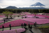 Pink carpet_Mountain phlox