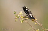 Bobolink