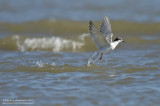 Common Tern - Dive Recovery
