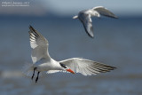 Immature Caspian Tern in Flight with Company