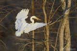 Great Egret Landing