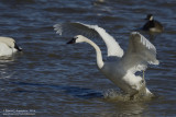 Tundra Swan